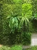 Mô phỏng cây cỏ nền tường trang trí mềm gel dương xỉ lớp bó cỏ Ba Tư hoa giả lá xanh cây nhện - Hoa nhân tạo / Cây / Trái cây