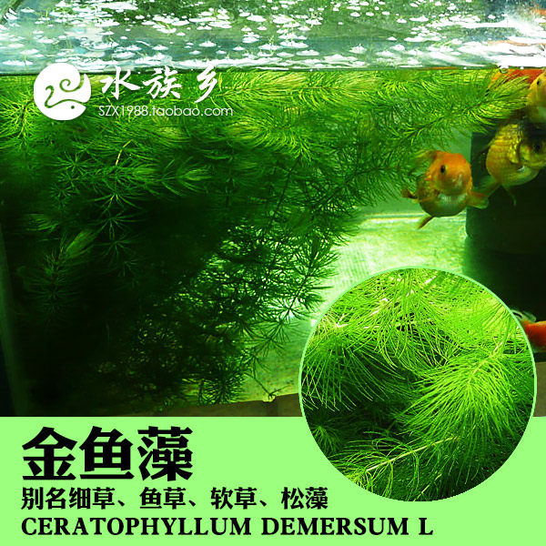 水族乡 金鱼藻苦草金鱼草池塘鱼塘真水草鱼缸中后景造景特价 淘宝网