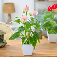 Mô phỏng bột cọ bonsai bột hoa trang trí trong nhà hoa văn phòng cây xanh hoa giả hoa nhựa phòng khách thực vật - Hoa nhân tạo / Cây / Trái cây cây bàng giả