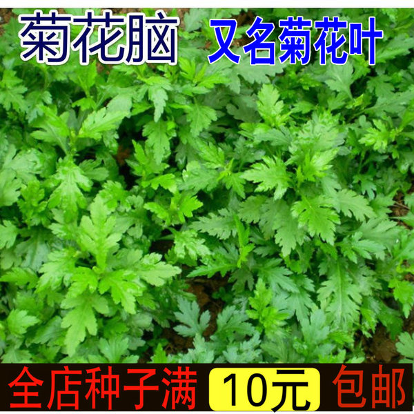 Хризантема мозг семена хризантема Семена листьев хризантема заболование хризантема овощ овощной семена Много лет Выбор диких овощей рапса несколько раз