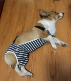 FA Dou Dou Corki Anti -Harassing Big Dog Physicological штаны