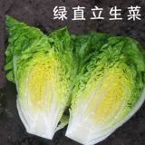 Конечная семена салата, салат, семена овощей, семена семян, четыре сезона, посеянные весенние сезон, овощи в горшках, летний балкон, осень и зимняя посадка