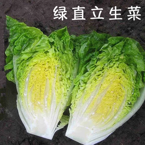 Конечная семена салата, салат, семена овощей, семена семян, четыре сезона, посеянные весенние сезон, овощи в горшках, летний балкон, осень и зимняя посадка