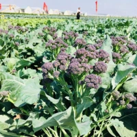 Фиолетовые семена Zeng Zee Seems Овощные овощи сталь стальной бух