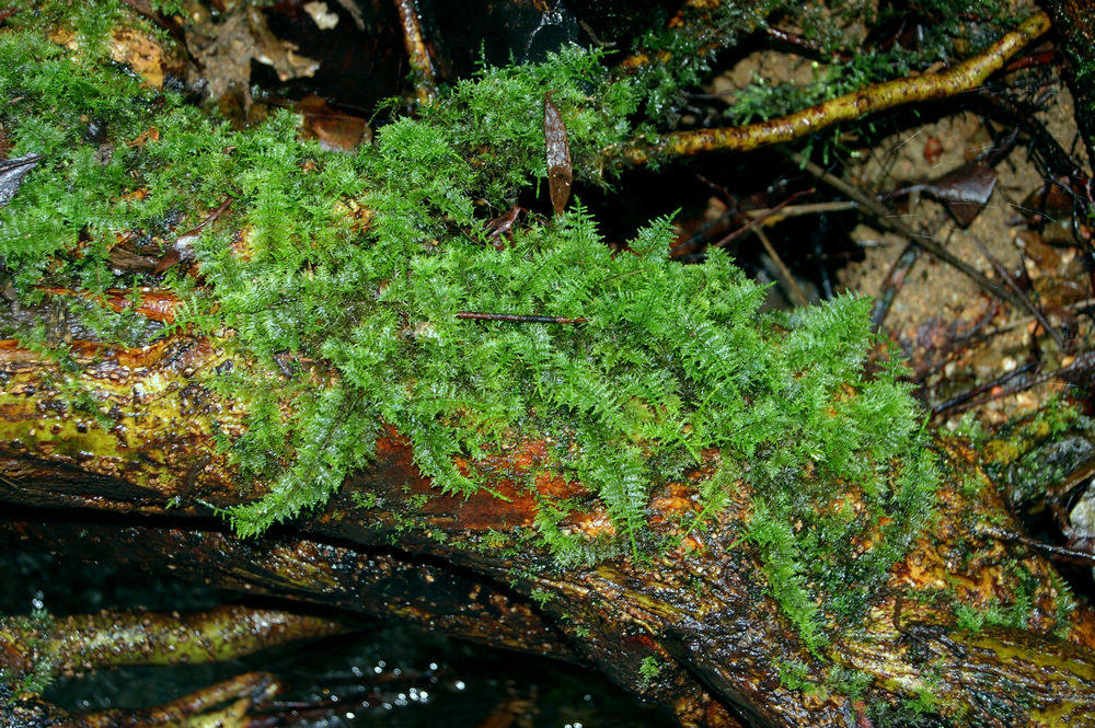 野生大羽藓鲜活苔藓微景观生态缸水陆缸热带雨林造景素材