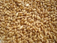 Пшеничная -Grain Pet Grain Pueeon Peeater Trass Seeds может сжимать сок и пить семена здоровья 250 г