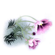 Nổi tiếng cổ thêu nghệ thuật thêu thêu diy kit người mới bắt đầu handmade sơn trang trí hoa màu tím 30 * 30 CM
