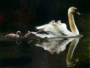 Tô Châu thêu bộ dụng cụ DIY mới bắt đầu thêu thủ công trang trí sơn Swan 40 * 50cm - Bộ dụng cụ thêu tranh thêu hoa mẫu đơn