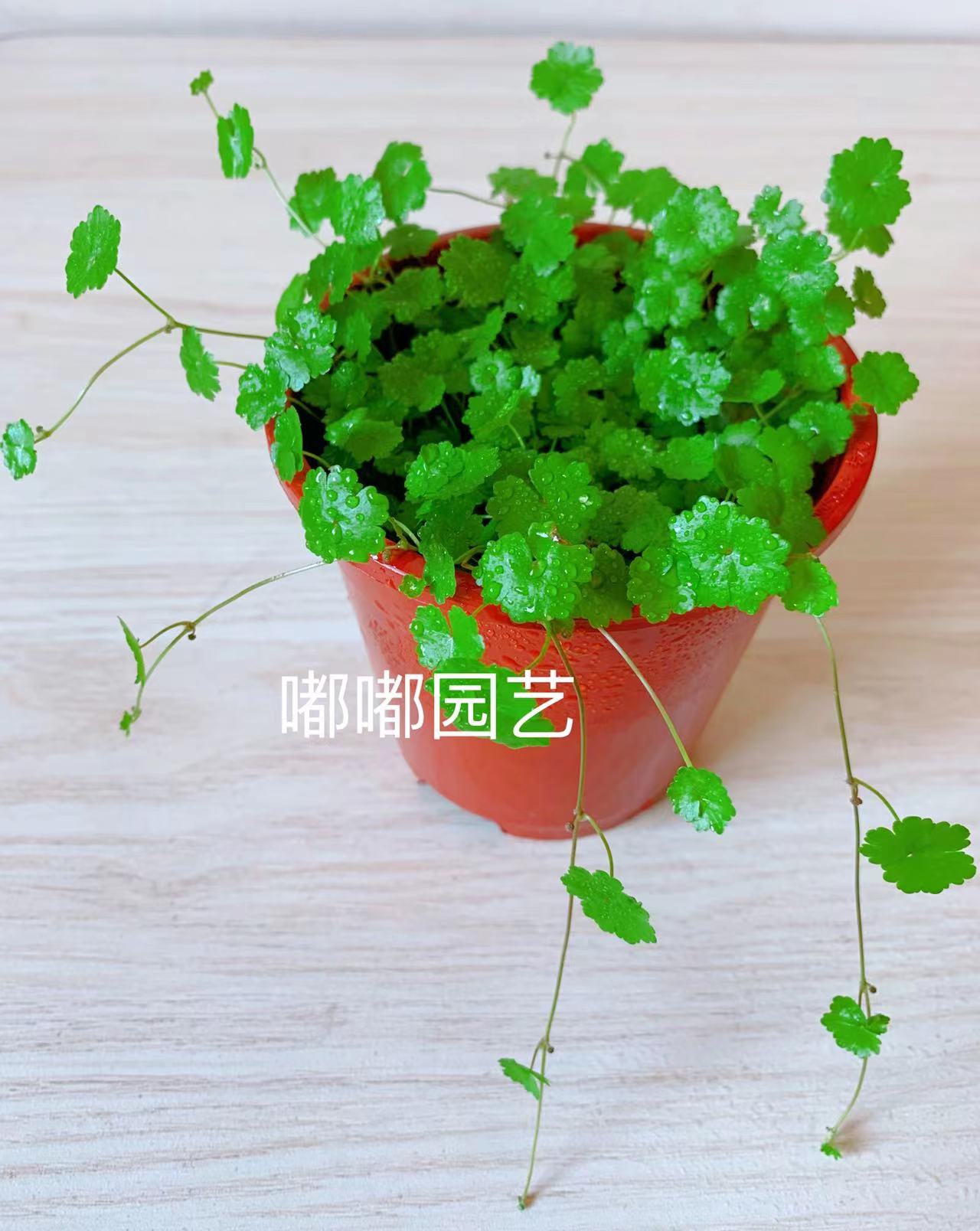 天胡荽-药用植物花谱-图片