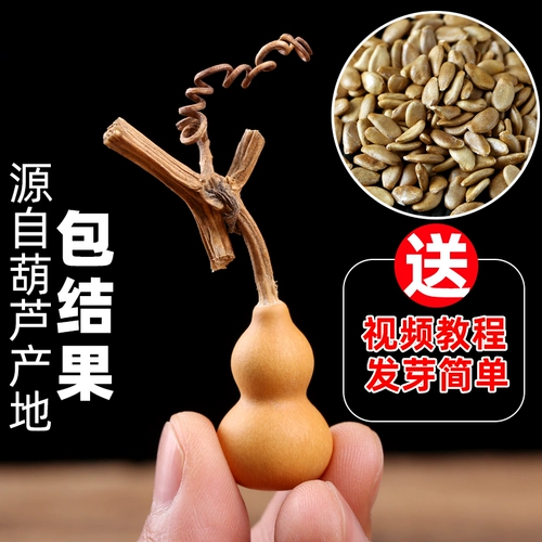 Семя семян тыквы Мяо Вэнь играет руки, скручивая бабао отличный горшок, популярный популярный вид, очень большие гигантские тыквы семян