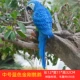 Середина -голубая ара
