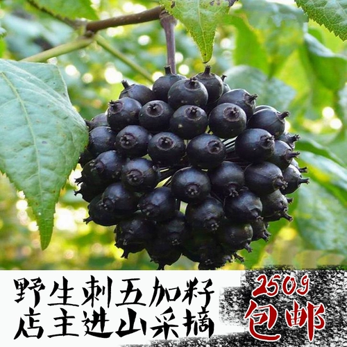 Северо -восточная специальность Heilongjiang Yichunlin District, нанесенный в Wulia Seeds пять чай Kaita Ginsen