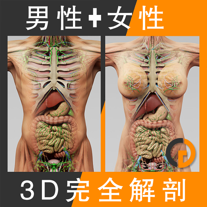 人体器官肌肉骨骼内脏精细3d模型 柚皮cg资源网站