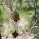 Кленовый листовой колокол