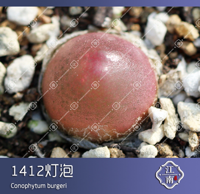 taobao agent Meat cone light bulb 1412 Burgeri seed sowing succulent plant is still Jiangnan Xianhui Garden