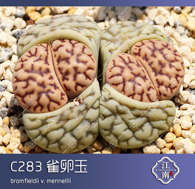 taobao agent Special offer for raw stone flowers 2020 C283 Cymbinine Jade seeds fleshy is still Jiangnan