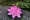 Hoa sen đạo cụ múa hoa sen đỏ cá ao trang trí hoa sen cho phật hoa giả hoa lily nước hoa sen nhựa nổi - Hoa nhân tạo / Cây / Trái cây