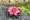 Hoa sen đạo cụ múa hoa sen đỏ cá ao trang trí hoa sen cho phật hoa giả hoa lily nước hoa sen nhựa nổi - Hoa nhân tạo / Cây / Trái cây
