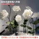 Гигантская белая роза восемь -купоток