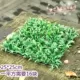 25*25 широкая листовая трава
