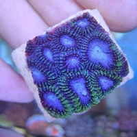 Bio Water Bio/Live Coral/LSP/Honeycomb Brain 2 см (доставка в wuxi)