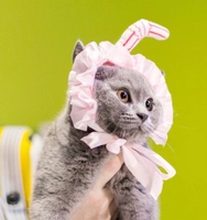 Кошка -посадочные деньги