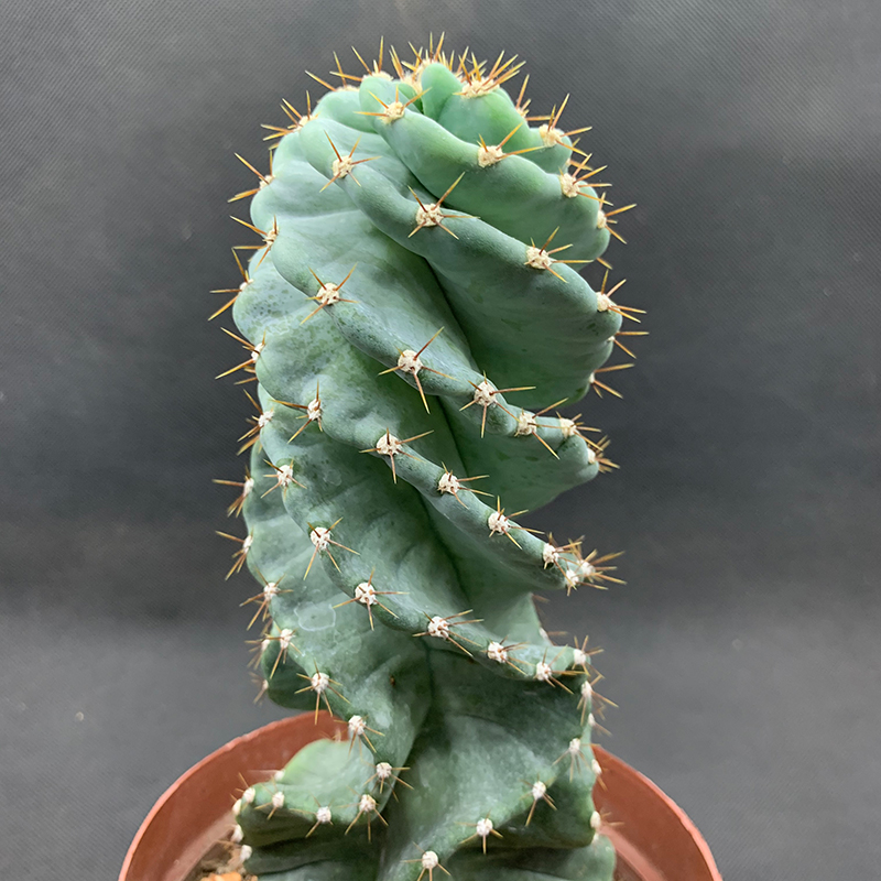 spiral cactus
