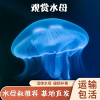 Семейство медуцена печени медузы не -токсичная маленькая медуза Chinensis Babu, чтобы наблюдать за живым телом с морскими животными не -Freshwater