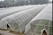 Lưới nhà kính chống côn trùng dày châu chấu chăn nuôi rau giống lưới lưới lưới đầy đủ đổ vườn cung cấp - Nguồn cung cấp vườn