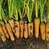 Китайский растительный западный желтый женьшень/около 200 капсул