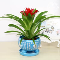 Удачи [Lan Fu Medium]