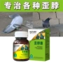 Chim bồ câu Kang cổ điều trị đặc biệt cổ chim bồ câu y học phòng bệnh chim bồ câu bệnh chim bồ câu đua chim cung trẻ - Chim & Chăm sóc chim Supplies lồng chim lớn