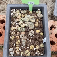 Шенши цветок маленький милый 14991