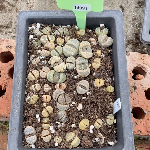 Шенши цветок маленький милый 14991