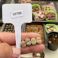 Шенши цветок маленький милый один выстрел 49788