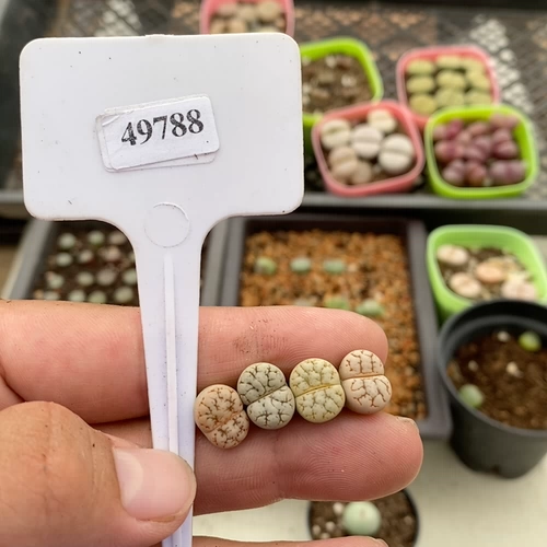 Шенши цветок маленький милый один выстрел 49788