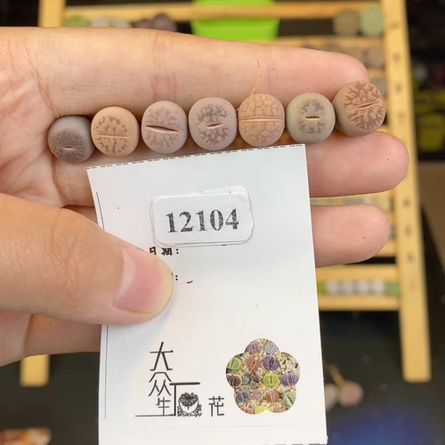 Shengshi Flower Little Mite One Shot 12104