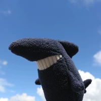 Большие зубы акула