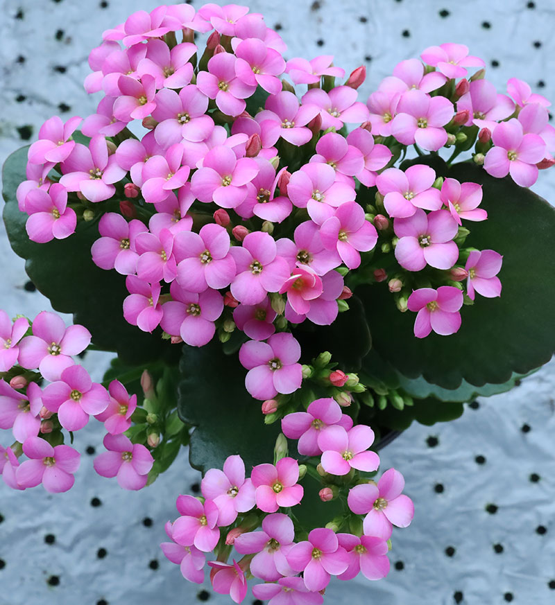 長寿花 鉢植え 緑のパリの花 花 シミ ヒヤン 花 重い花びら 輸入 屋内植物 竹の小川 花の庭 中国仕入れ Com