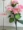 Hoa giả mô phỏng hoa sen lớn hoa sen hoa sen khô hoa sàn hoa bonsai cho phật đặt hoa phật cho phật - Hoa nhân tạo / Cây / Trái cây