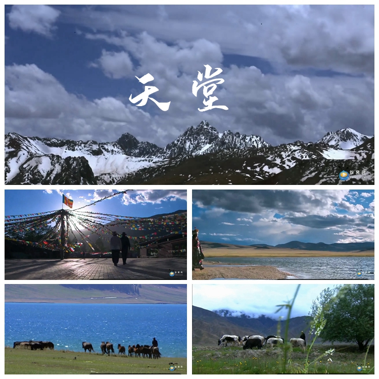 S1332 天堂 MV歌曲配乐成品 藏族风景 雪山草原 牧民高清视频
