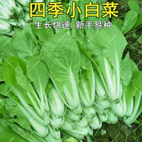 15G Оригинальная упаковка Baibang xiaocai