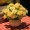 Bình gốm vuông nhỏ hoa giả trưng bày trong chậu nhựa mô phỏng hoa bán buôn nhà bonsai hoa nụ trang trí hoa - Hoa nhân tạo / Cây / Trái cây