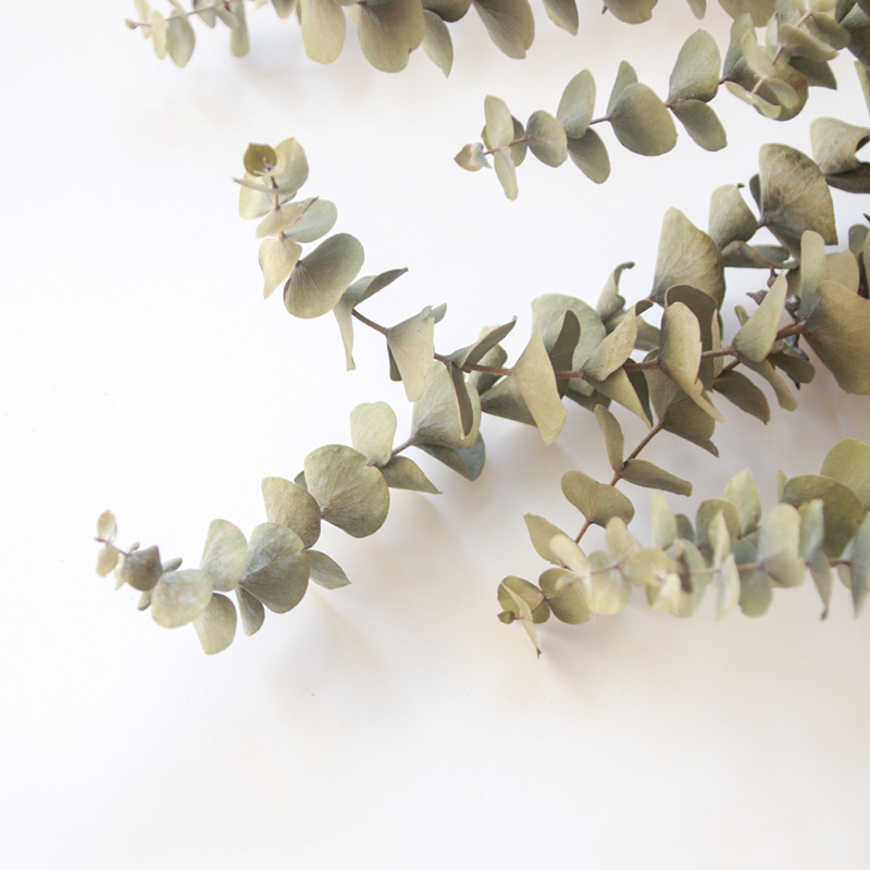 One Dehydrated Dried Leafbeautiful Mu son DIY Dried flower Garland decorate green leaf Dried flower Flower wood Immortality Eucalyptus globulus  christmas green leaf Flower wood