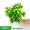 Nhà máy mô phỏng tường cây xanh tường trang trí nền giả cỏ nội thất cửa nhựa hoa cỏ tường treo hình ảnh tường - Hoa nhân tạo / Cây / Trái cây