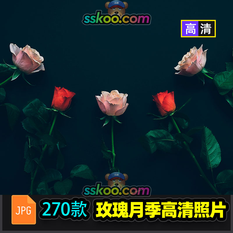 高清月季玫瑰花朵花卉鲜花特写风景JPG图片摄影照片背景设计素材