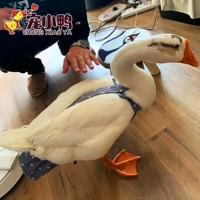 Регулируемая версия синего серого короны