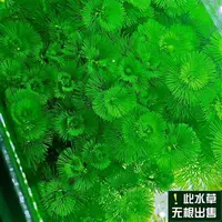 2 чашки зеленой хризантемы (отправьте чашку с тонущей травой)