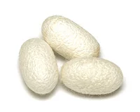 Свежий белый шелкорный червя Cocoon 1 (с живой куколкой)