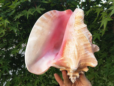 Морская раковина 天然大海螺胭脂螺家居装饰粉色贝壳摆件婚庆道具鱼缸造景收藏礼物